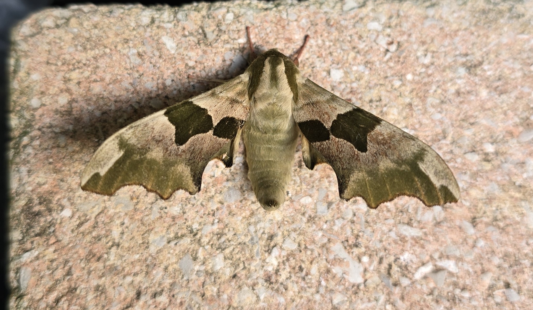 The second Lime Hawk-moth (Mimas tiliae) recorded out here in France but definitely a different individual that the first given the differences in wing patterns. As the name suggests, the larvae feed mainly on lime trees but also feeds on elm, birch, hazel and alder when available.